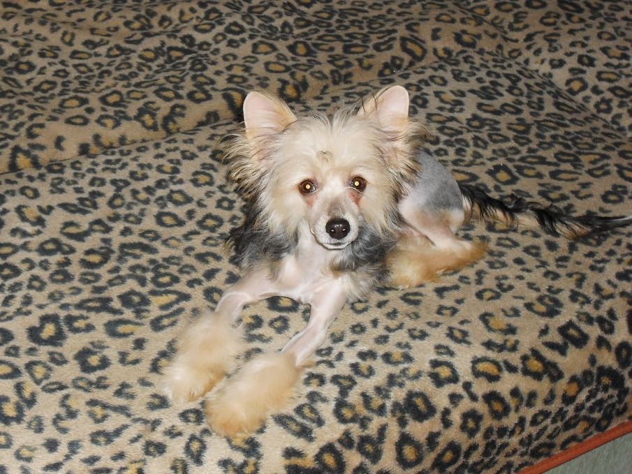 True Magnifisen Chereshnja