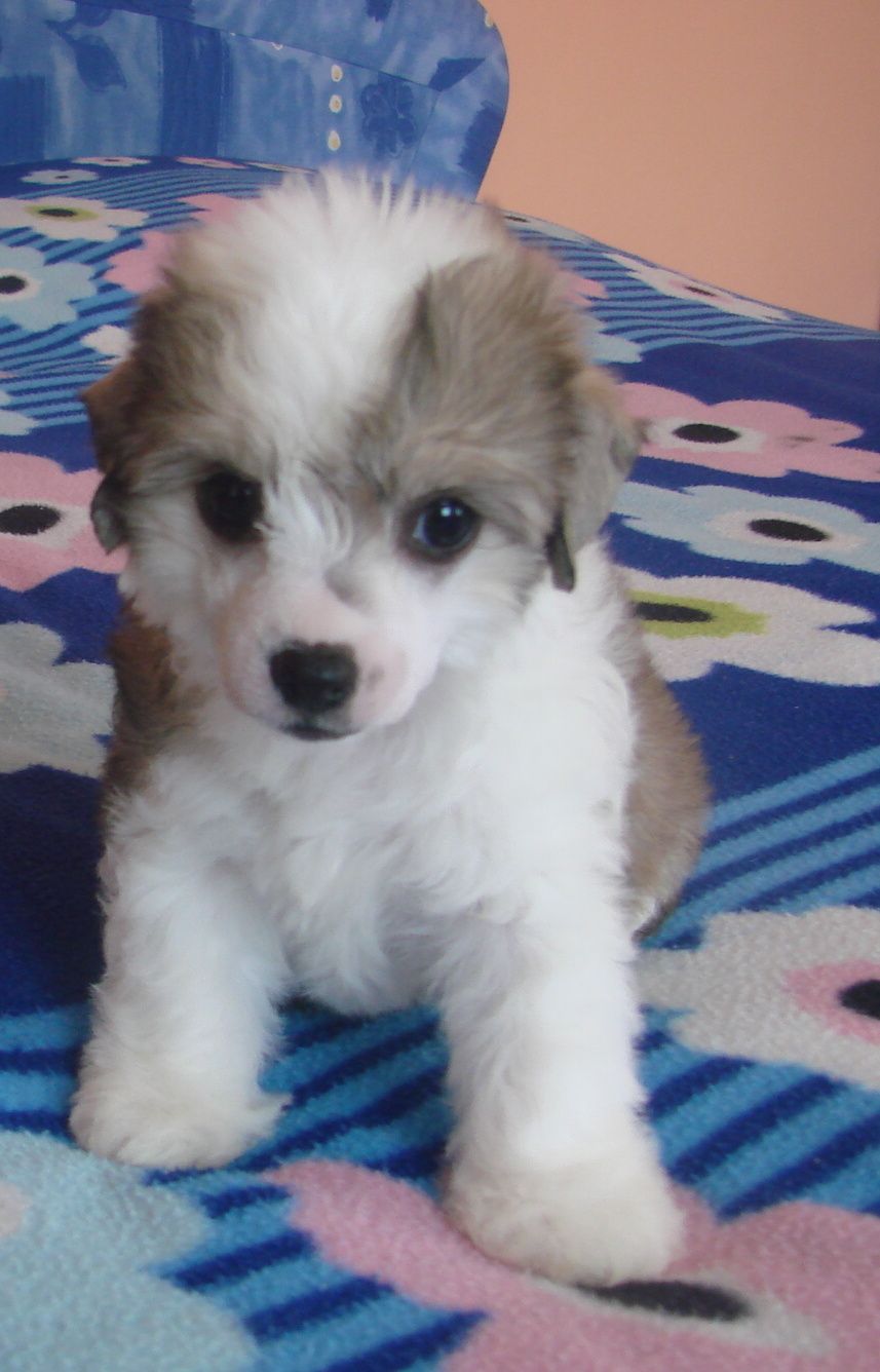 Bacardi Chose Savente