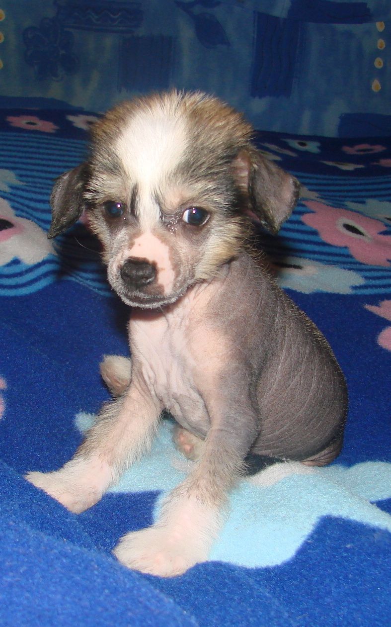 Beatrice Chose Savente