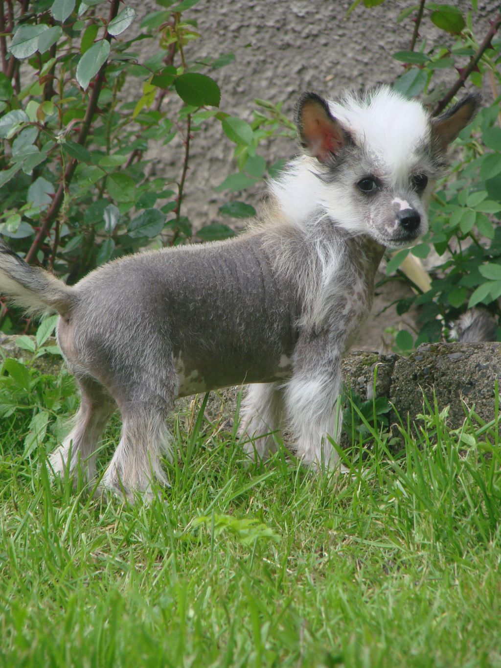 Baltimor Chose Savente