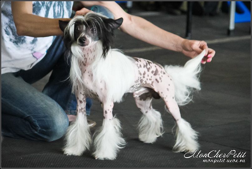 Fantastik Kashmir Romeo