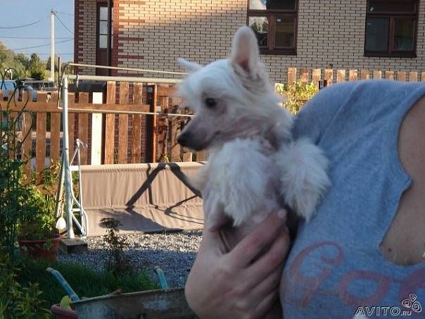 Fancy Style Schegol'