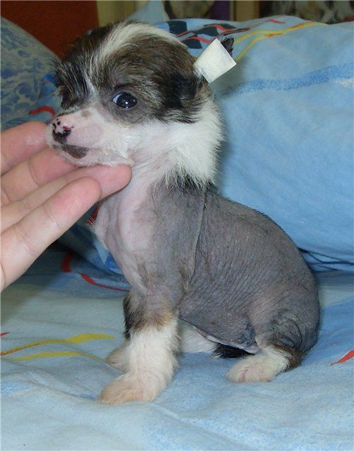 Fancy Style Schepetil'naya Osoba