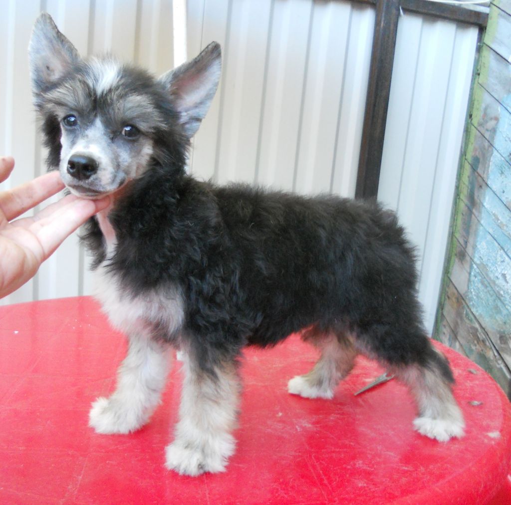 Fancy Style Rin Tin Tin