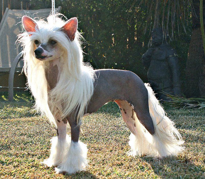 Crest'd Label Time to Shine