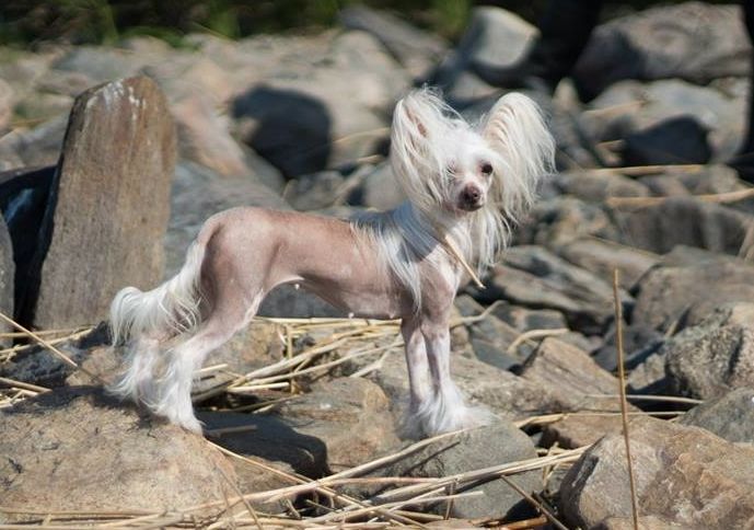 Joyway's I Was Made For Loving You