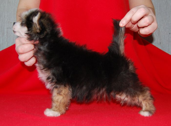 Volshebnaja Loshadka Persi