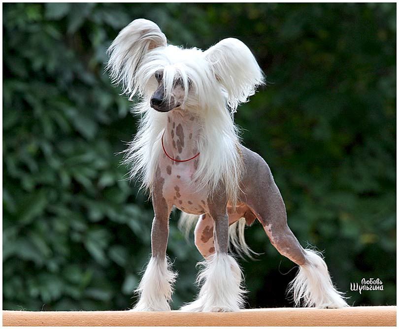 Volshebnaja Loshadka Paris