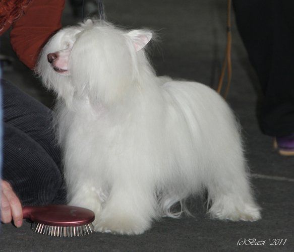 Naleks Art Zefir White Cloud