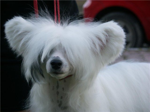 Fantastik Kashmir Obei Kristmas