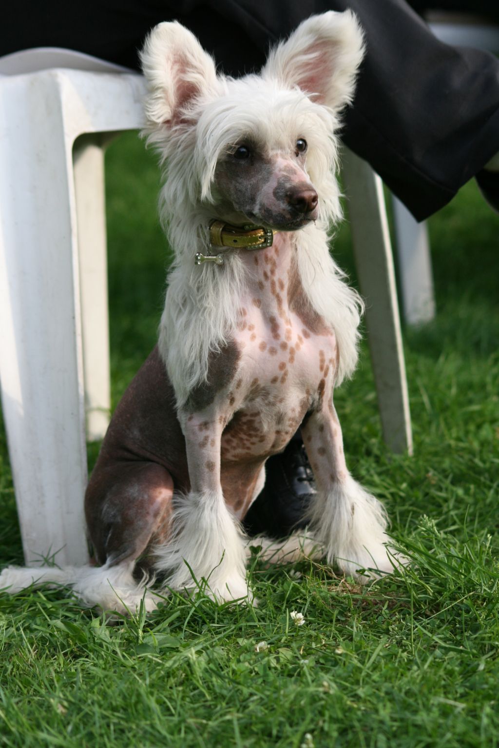 Dresscode-Zero Joyful Sin