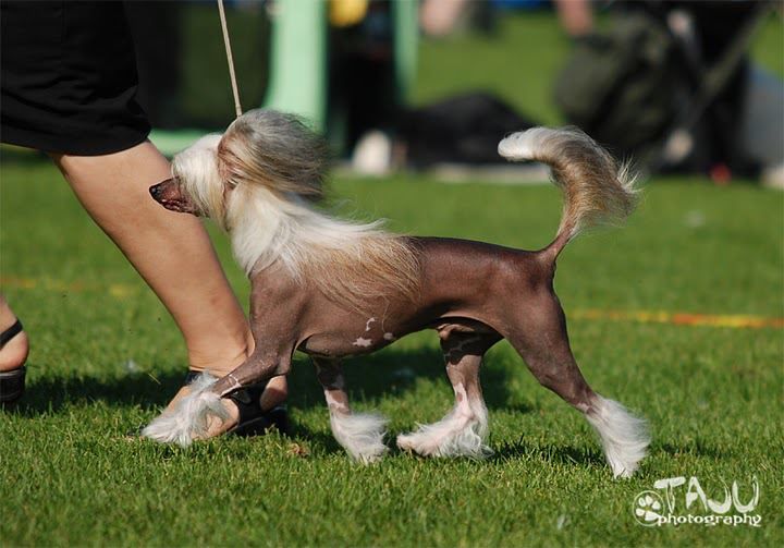 Crested Style Ideal Winner