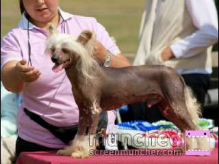 Moonswift Excalibur At Carregcoch