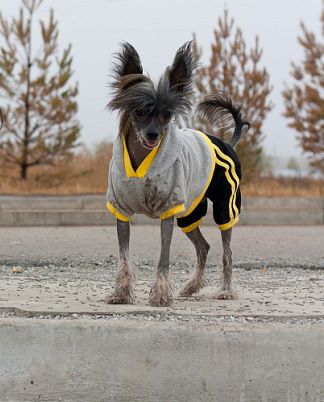 Vikiri Bells Relax Sunshine Dance