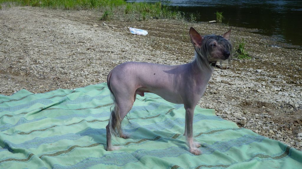 Vikiri Bells Redberry Rich