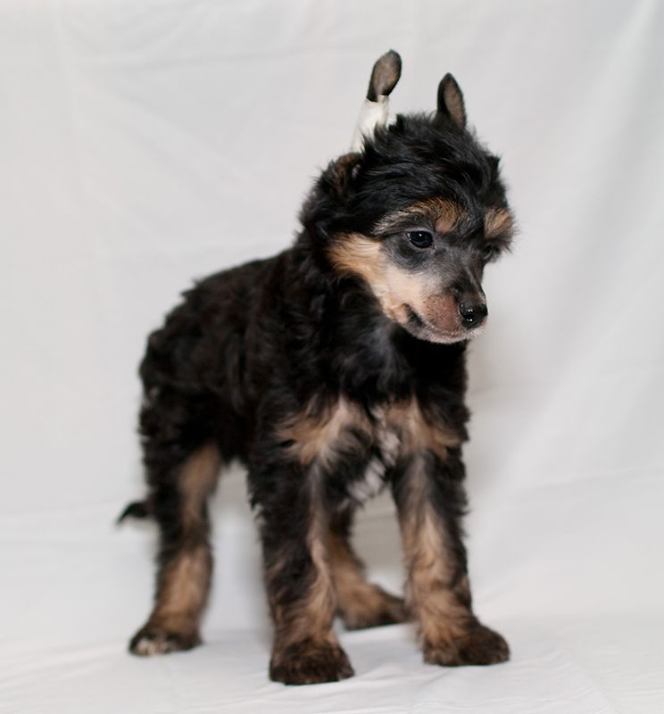 Vikiri Bells Real Sentinery