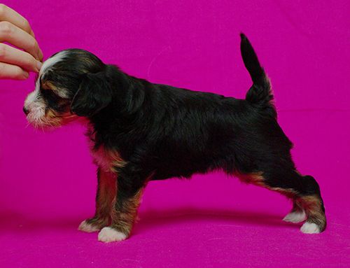 Vikiri Bells Spice Love Undina