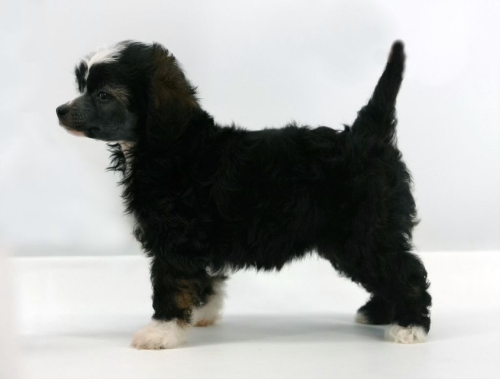 Cipracrest's Lace And Leather 