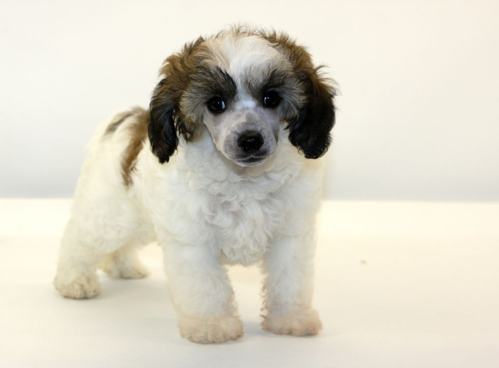 Cipracrest's Lazy Days