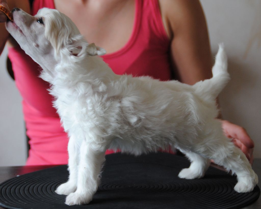 Play mansion Angel Innocent