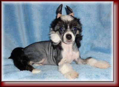 Angelo Rocket Wild Angel  