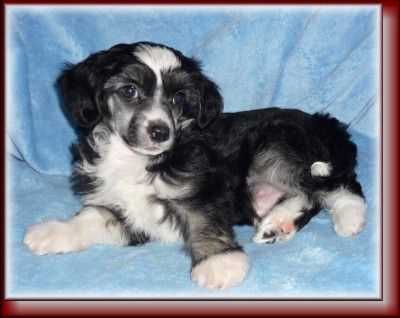 Angera Rocket Wild Angel