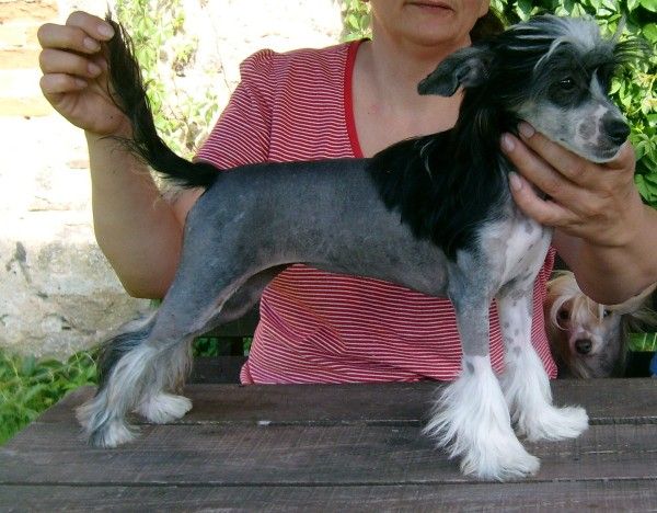 Angelika  Rocket Wild Angel