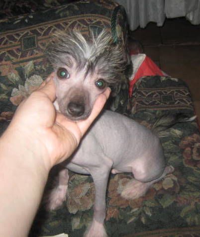 J C Junior Von Chilean Puppy's