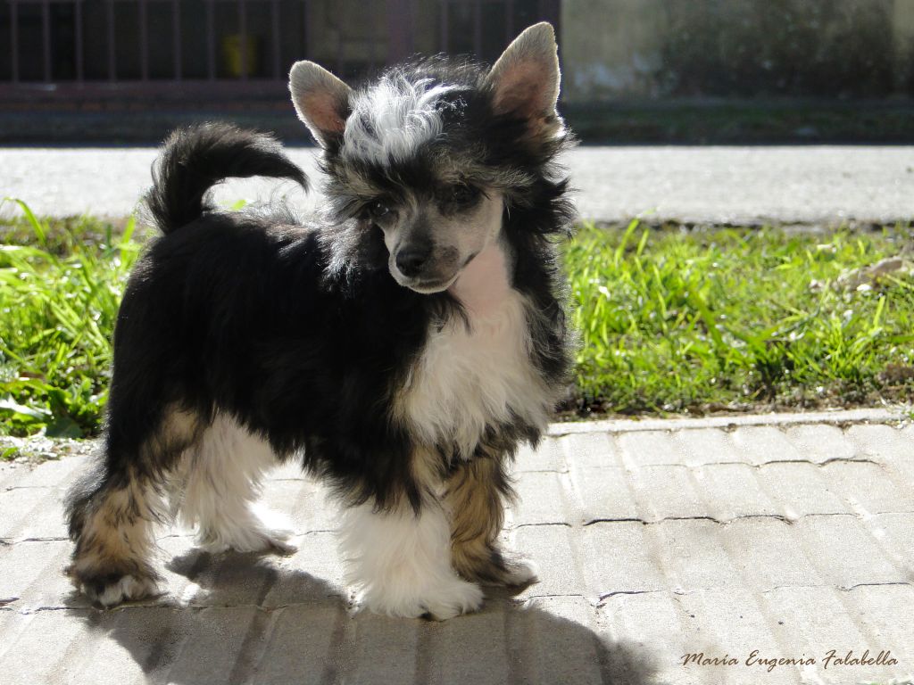 Shine With Me FalaZairroo