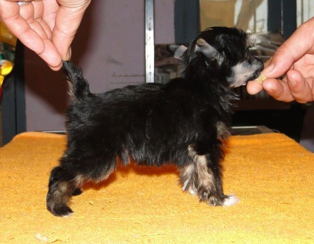 The Black Mamba FalaZairroo