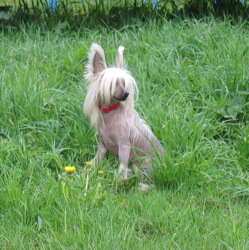  Vernisazh Mari Asterik Abigal