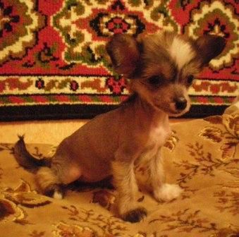 Sapfir iz Tsarskogo Sela Yigodka