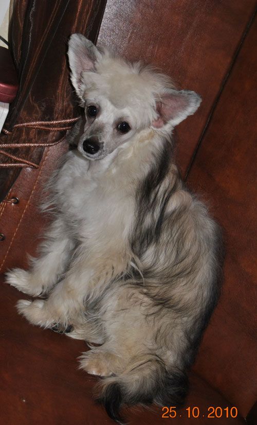 Sapfir iz Tsarskogo Sela Yinika