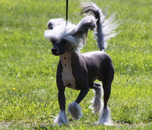 Beauty Of Xlnz Three Kicking Ass