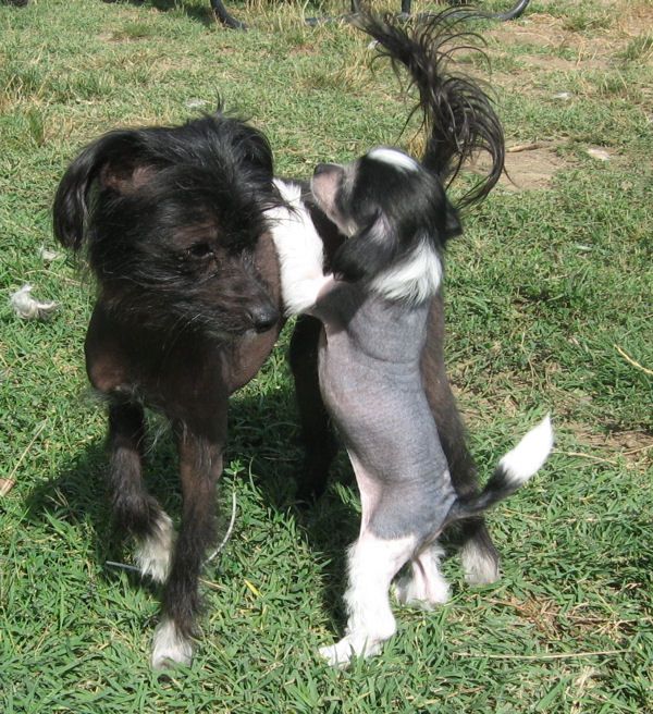 Dark Delightful Little Kisses