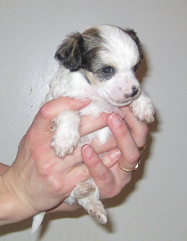 Spirit Of Mantra's Kvark