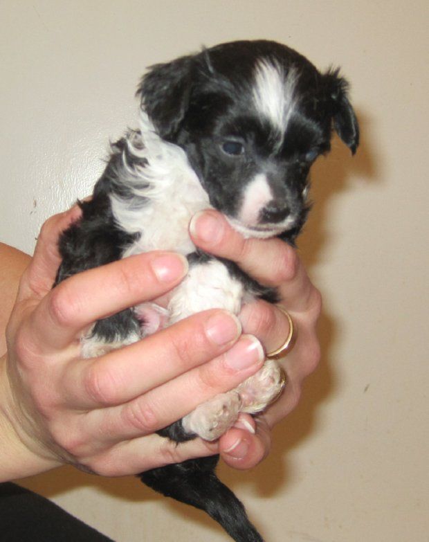 Spirit Of Mantra's Knasboll