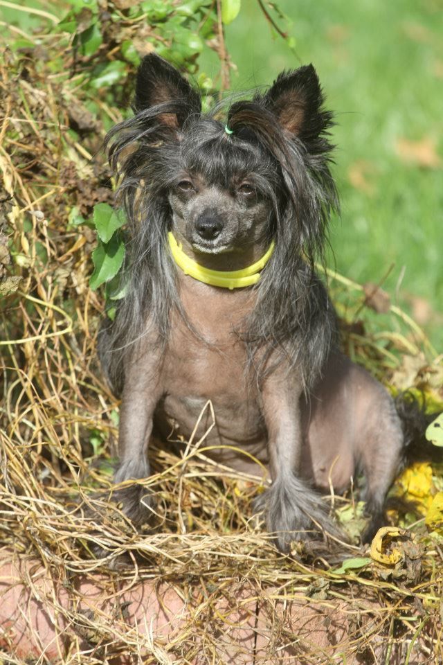 Oriental Jokes Frances