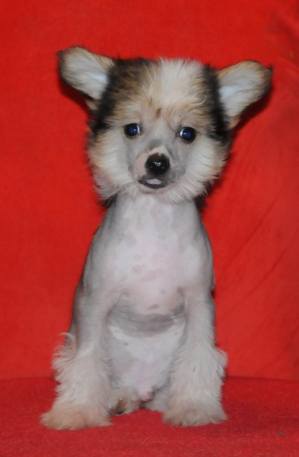 Sasquehanna (fci) PIRUET