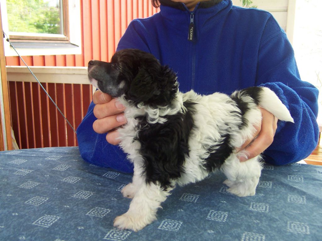 Sea Fire's Day Tripper