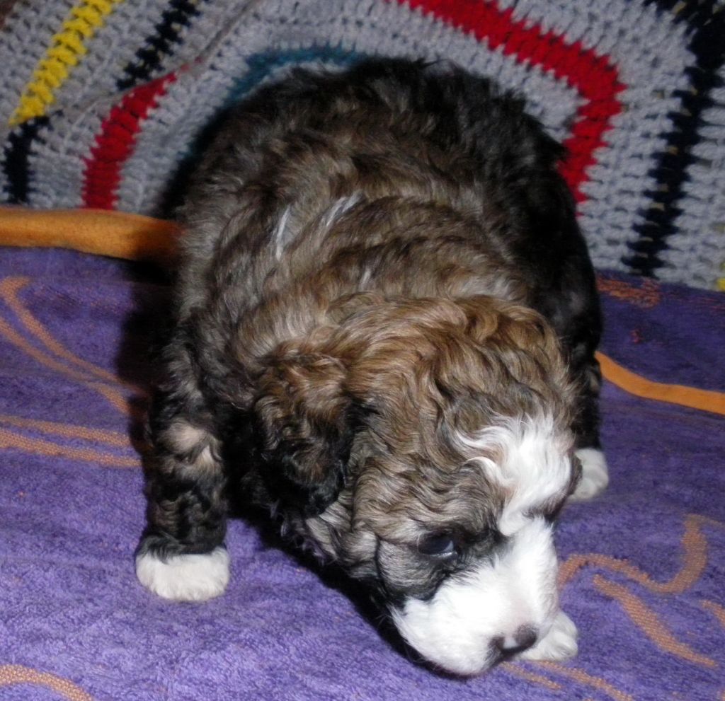 Feng Mu Du Jardin de Guanlying