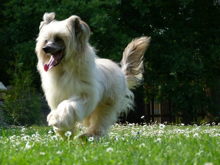 Brinn   Queen Malverne