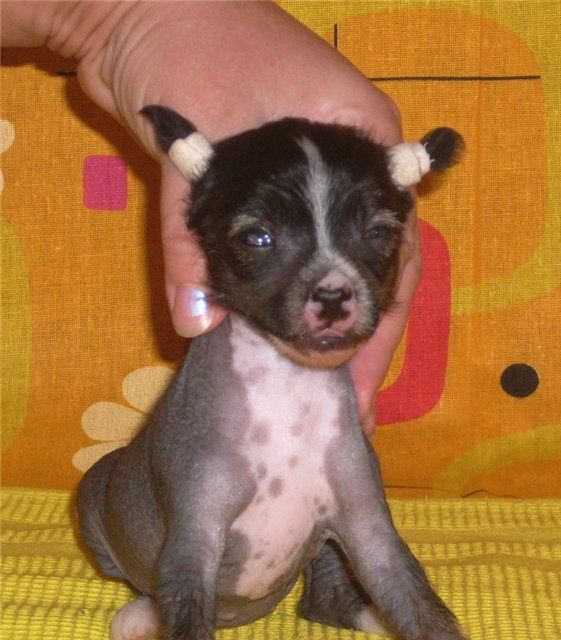 Tais Afinskay
