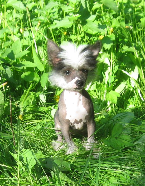 Angel O' Check Fialka Lanna.