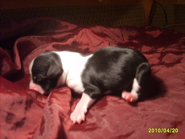 Orero Lovely Nobility Forever