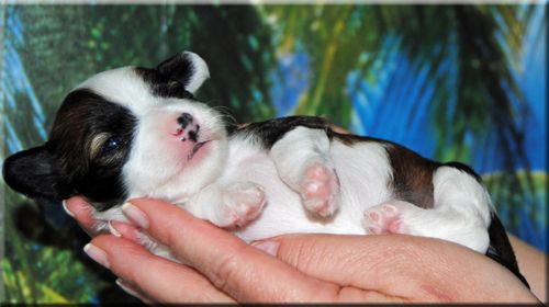 Clezel's A Hit You Like A Snowball