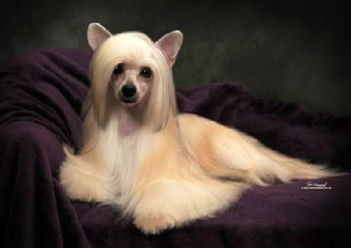 Wanrod A Sisi Baila Selena Of Fergel