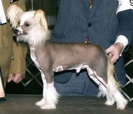 Gingery's Timberwolf