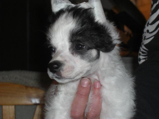 Fabolous Dogs Because Of You