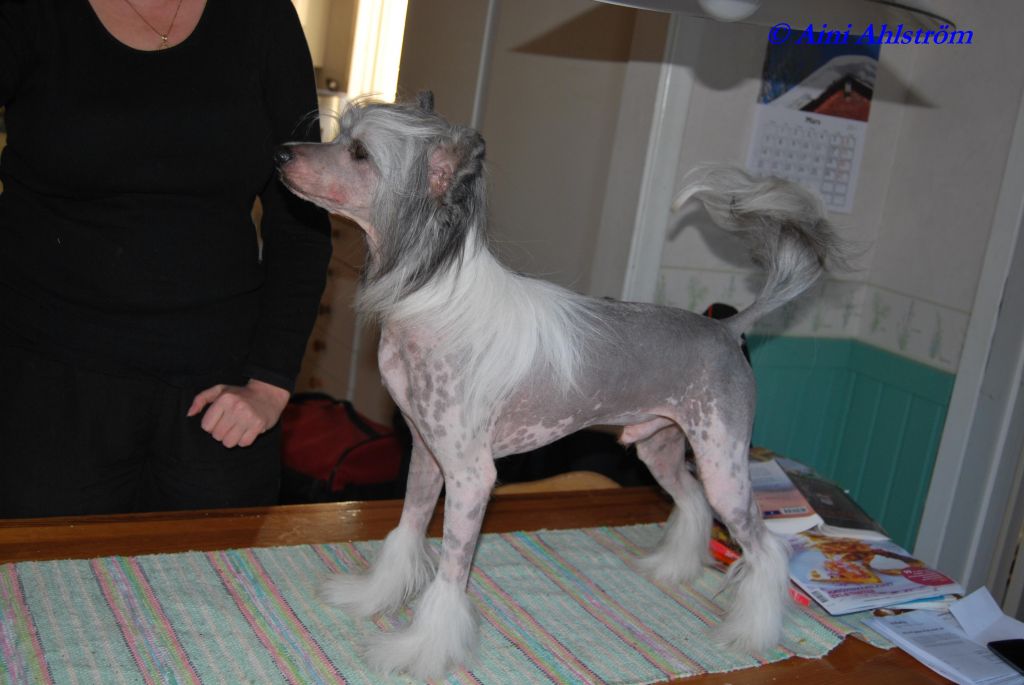 Fabolous Dogs Big Boy